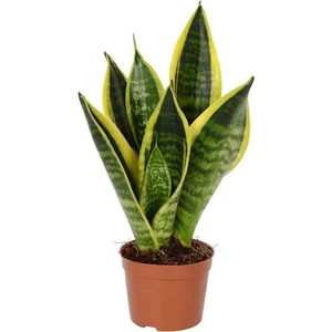 Rosetta Bitki - Paşa Kılıcı Mini 30-40CM Peygamber Kılıcı