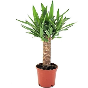 Rosetta Bitki - Tekli Yuka 30-40 cm Yucca