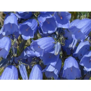 Çan/kadeh Çiçeği Tohumu Pakette 20 Adet Tohum