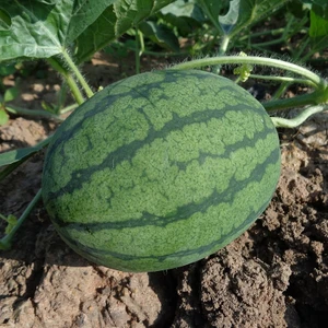 Karpuz Tohumu Yerli Karpuz Pakette 15 Adet Tohum