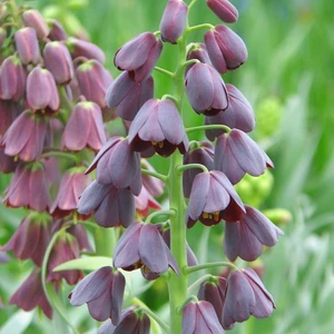 İdea Pazar Saksıda Mor Renkli Fritillaria Persica Ters Lale