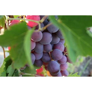 Rüzgar Botanik - Corinth ( Kuş Üzümü ) Üzüm Fidanı 1 Adet
