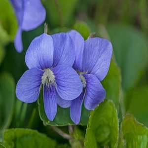 İdea Pazar Violet Osirus Blue Menekşe Çiçeği Tohumu (100 Tohum)