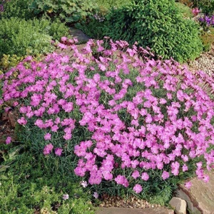 İdea Pazar Dianthus Kır Pembesi Çiçeği Tohumu(50 Adet)