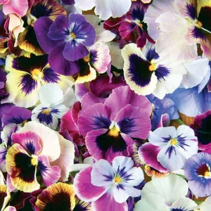 İdea Pazar Swiss Giant Alacalı Karışık Hercai Menekşe Çiçeği (300 Tohum)