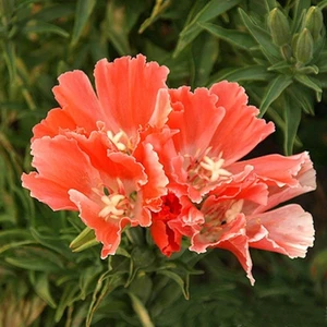 İdea Pazar Doğal Oranj Godetia Çiçeği Tohumu (50 Tohum)