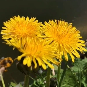 İdea Pazar Geleneksel Şifalı Karahindiba Tohumu (250 Tohum)
