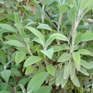 İdea Pazar Eczane Adaçayı Tohumu (50 Tohum)