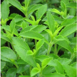 İdea Pazar Doğal Şeker Otu Stevia Tohumu (40 Tohum)