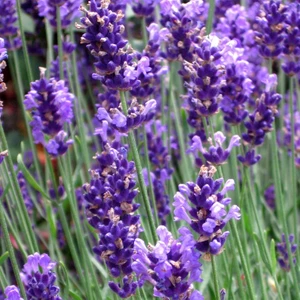 İdea Pazar Lavandula Angustifolia Lavanta Çiçeği Tohumu (100 Adet)