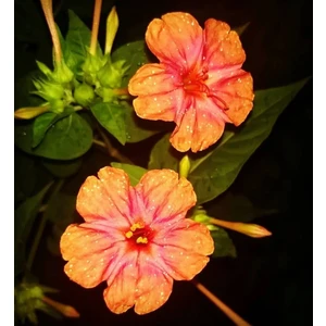 İdea Pazar Salmon Akşam Sefası Çiçeği Tohumu (20 Tohum)