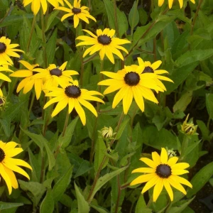 İdea Pazar Hirto My Joy Rudbekya (Güneş Şapkası) Çiçeği Tohumu (900 Tohum)