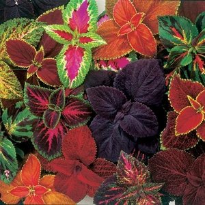 İdea Pazar Karışık Renkli Kolyos (Coleus) Yaprak Güzeli Çiçeği Tohumu (100 Tohum)