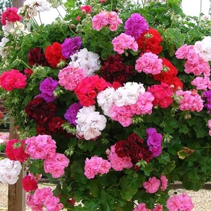 İdea Pazar Colorama Karışık Renkli Hibrit Sardunya Çiçeği Tohumu (24 Tohum)