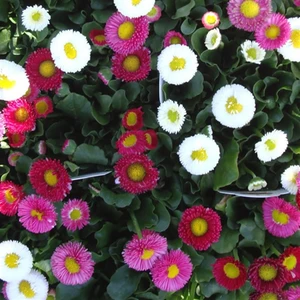 İdea Pazar Mix Katmerli Bellis Perennis Ponpon Ingiliz Çayır Papatyası Çiçeği Tohumu (100 Tohum)