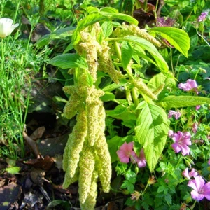 İdea Pazar Amaranthus Caudatus Çiçeği Tohumu (50 Tohum)