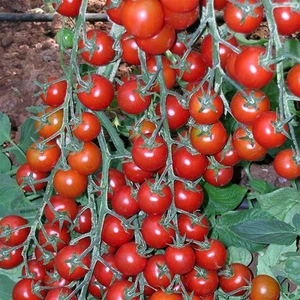 İdea Pazar Çeri Pinpon Domates Tohumu (40 Tohum)