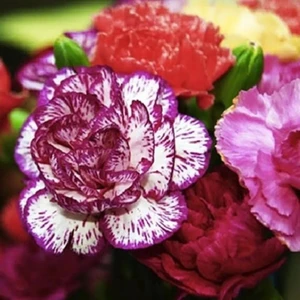 İdea Pazar Dianthus Heddewigii Gaiety Katmerli Iri Karanfil Çiçeği Tohumu (100 Adet)