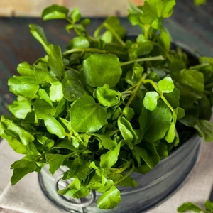 İdea Pazar Doğal Geleneksel Su Teresi Tere Tohumu (40 Tohum)