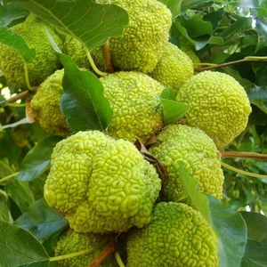 İdea Pazar Tüplü Nadir Tür Maclura Pomifera Yalancı (Ayı) Portakalı Fidanı