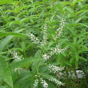 İdea Pazar Tüplü Yoğun Kokulu Aloysia Triphylla Limon Otu Çiçeği Fidanı