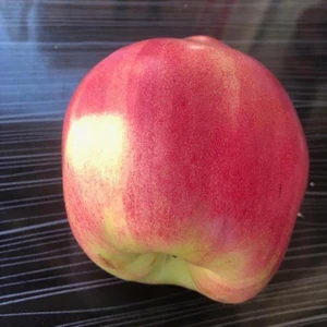 İdea Pazar Tüplü Aşılı Tam Bodur Özel Üretim Nadir Kırmızı Ayva Fidanı