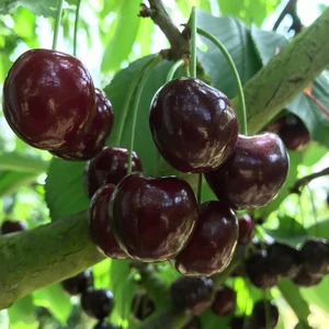 İdea Pazar Tüplü Aşılı Tam Bodur Iri Meyveli Nadir Kordia (Cordia) Kiraz Fidanı