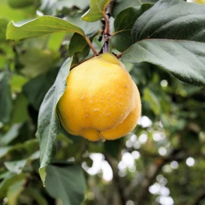 İdea Pazar Tüplü Aşılı Yarıbodur Yumuşak Bol Verimli Ekmek Ayva Fidanı