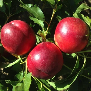 İdea Pazar Tüplü Aşılı Yarıbodur Geçci Bol Verimli Iri Sweet Lady Nektarin Fidanı