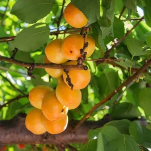 İdea Pazar Tüplü Aşılı Yarıbodur Sakıt-2 Ziraat Şekerpare Kayısı Fidanı