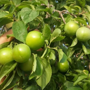 İdea Pazar Tüplü Aşılı Erkenci Yarıbodur Bol Verimli Yeşil Cin Erik Fidanı