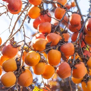 İdea Pazar Tüplü Aşılı Rojo Brillant Trabzon Hurması (Cennet Meyvesi) Fidanı