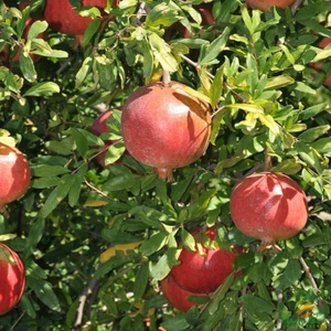 İdea Pazar Tüplü Nadir Bulunan Tatlı Çekirdeksiz Nar Fidanı