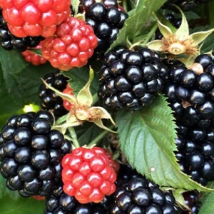 İdea Pazar Tüplü Dikensiz Verimli Aromatik Bursa-3 Böğürtlen Fidanı