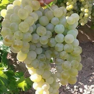İdea Pazar Tüplü Kokulu Sauvignon Blanc Üzüm Asma-Bağ Fidanı