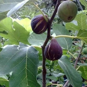 İdea Pazar Tüplü Özel Ürün Karadeniz Patlıcan Incir Fidanı