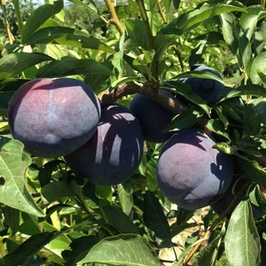 İdea Pazar Tüplü Aşılı Kendine Verimli Iri Meyveli Briton Japon Erik Fidanı