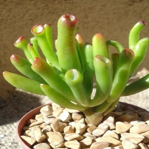 İdea Pazar Crassula Ovata Gollum Shrek Sukulent(5.5 Luk Saksıda)