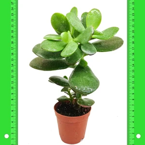 İdea Pazar Crassula Ovata Minor Feng Shui Para Ağacı (5.5 Luk Saksıda)