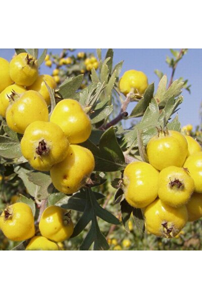 İdea Pazar Tüplü Aşılı Özel Iri Meyveli Hatay Belen Sarı Alıç Fidanı (20-40 Cm)
