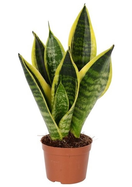- Paşa Kılıcı Mini 30-40CM Peygamber Kılıcı
