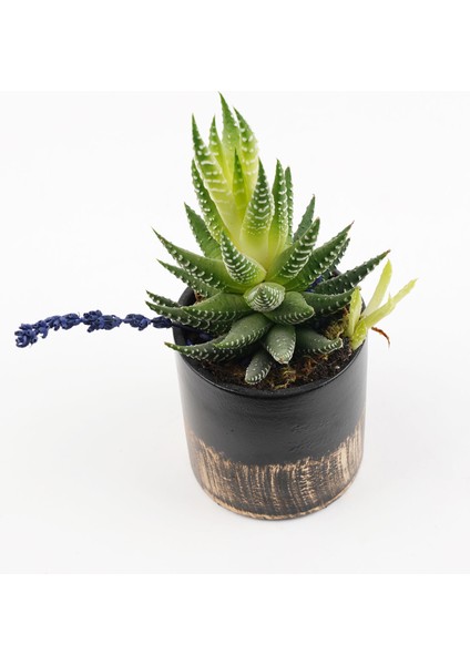 Büyük Akad Siyah Altın Saksı indirimleri