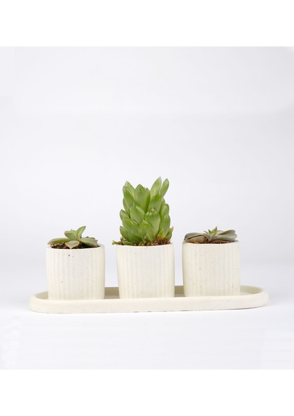 Eti Serisi Toy Su Yeşili 3 Lü Saksı Seti modelleri