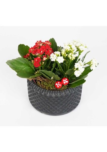 Gordion Serisi Siyah Saksı fiyatları