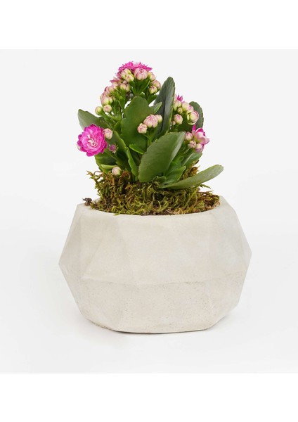 Likya Serisi Gri Prizma Saksı fırsatları