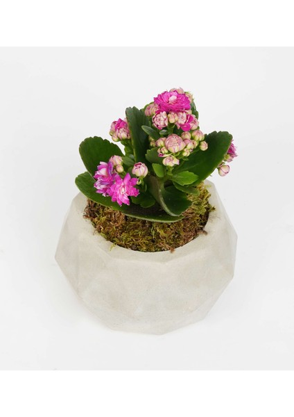 Likya Serisi Gri Prizma Saksı indirimleri