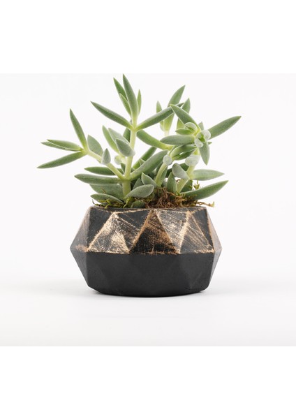 Likya Serisi Üst Siyah Altın Prizma Saksı fırsatları