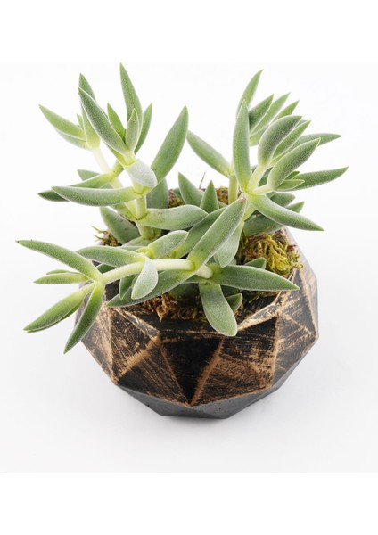 Likya Serisi Üst Siyah Altın Prizma Saksı indirimleri