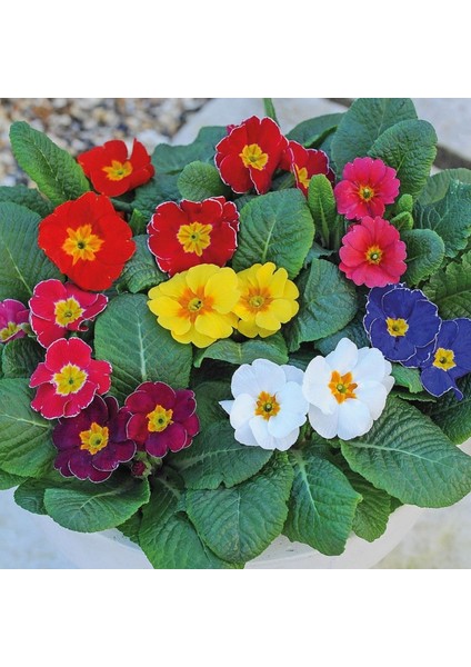 Çuha Çiçek Fidesi, Saksıda, 2 Adet