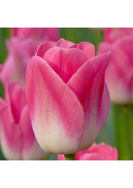 Ithal Çift Renk Dynasty Lale Soğanı (5 Soğan)